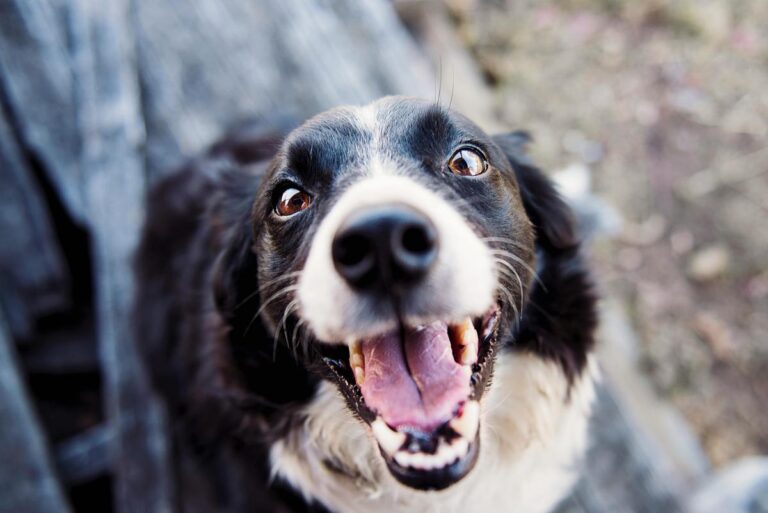 Dogs: What Makes Them Our Loyal Friends?